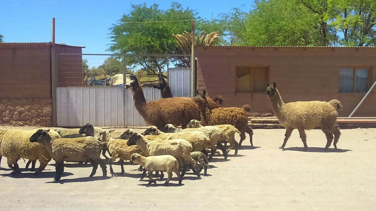 Cabana Laynaturi San Pedro de Atacama Exterior foto